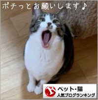 猫ランキング