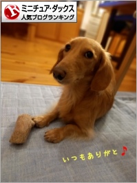 ミニチュア・ダックスフンドランキング