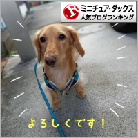 ミニチュア・ダックスフンドランキング