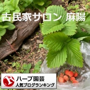 ハーブ園芸ランキング