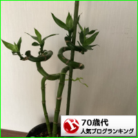 日記・雑談(70歳代)ランキング