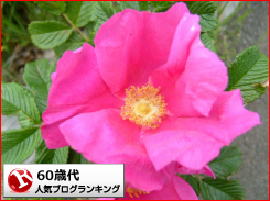 日記・雑談(60歳代)ランキング