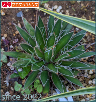 人気ブログランキング