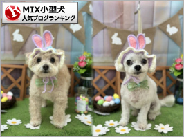 MIX小型犬ランキング