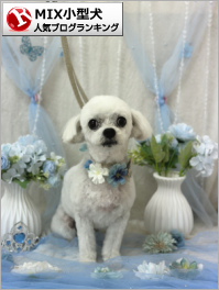 MIX小型犬ランキング