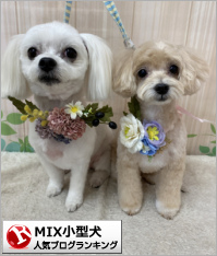 MIX小型犬ランキング