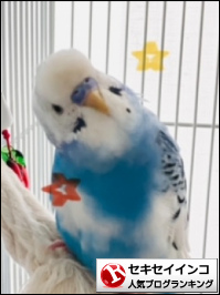 セキセイインコランキング