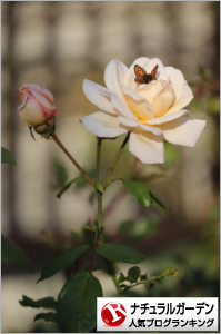 ナチュラルガーデンランキング