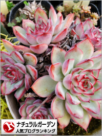 ナチュラルガーデンランキング