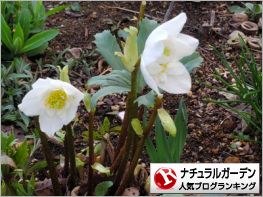 ナチュラルガーデンランキング