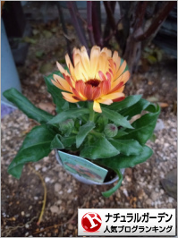 ナチュラルガーデンランキング