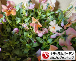 ナチュラルガーデンランキング