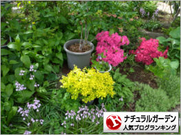 ナチュラルガーデンランキング