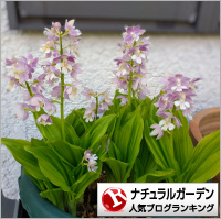 ナチュラルガーデンランキング