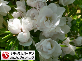ナチュラルガーデンランキング