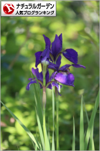 ナチュラルガーデンランキング
