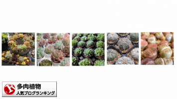 多肉植物ランキング