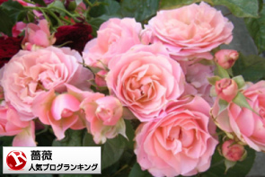 薔薇(バラ)ランキング
