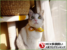 猫・MIX多頭飼いランキング