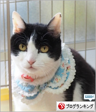 人気ブログランキング